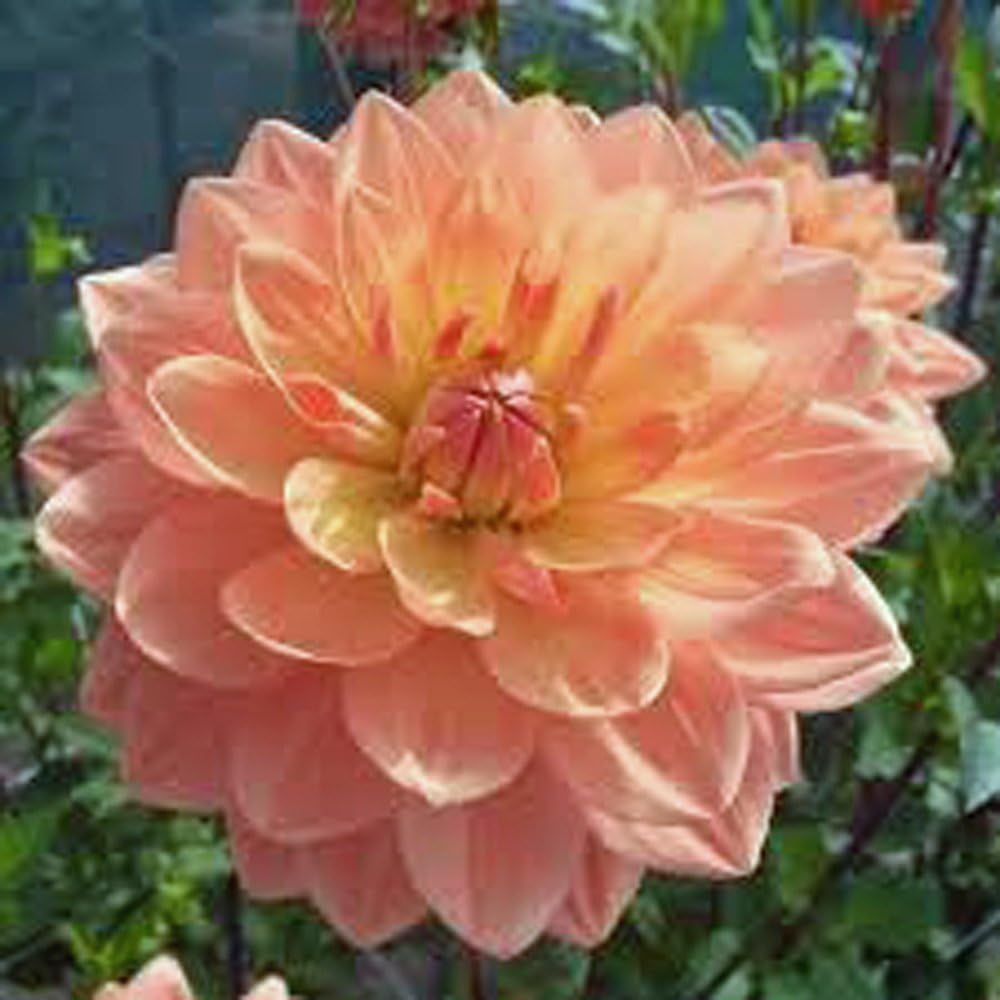 Pack of 10 Dahlia Bulb W2759