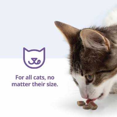 Cat Bites E90464