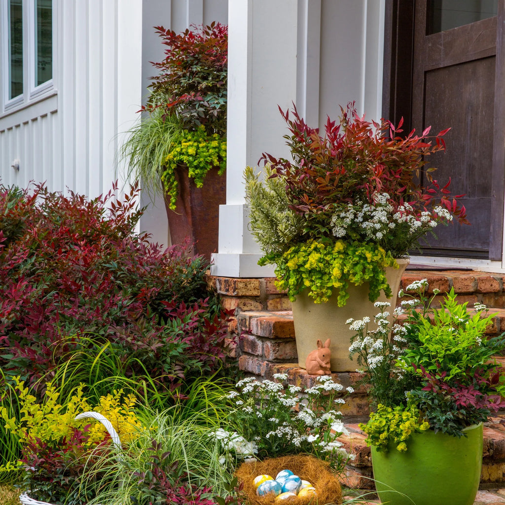 2 Gallon Nandina Shrub Y19506