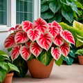 6 Crimson Sky Caladium Bulbs H32956