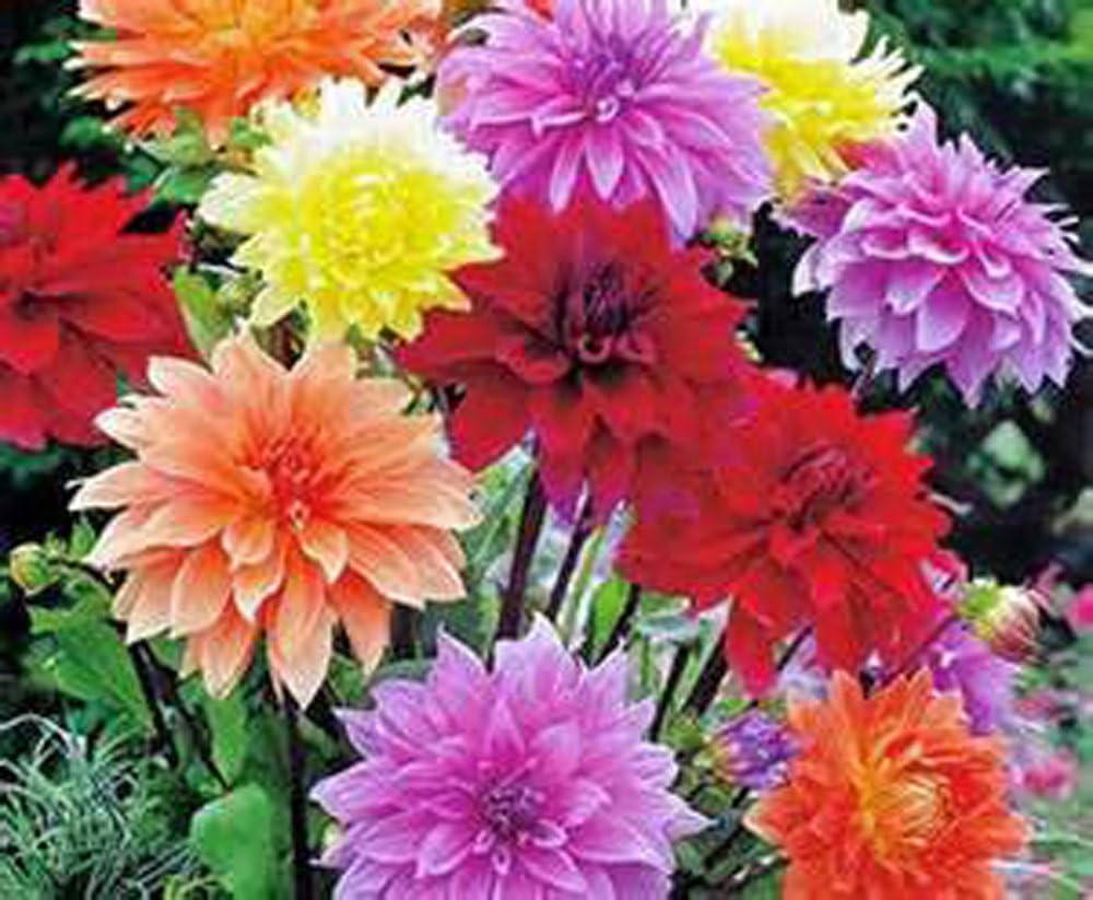 Pack of 10 Dahlia Bulb W2759