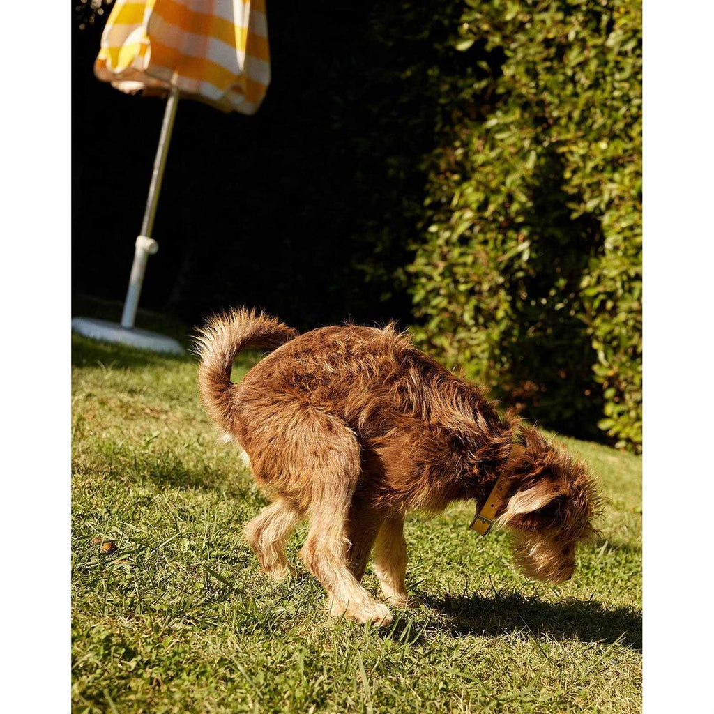 Probiotic Powder Supplement for Dogs Z78302