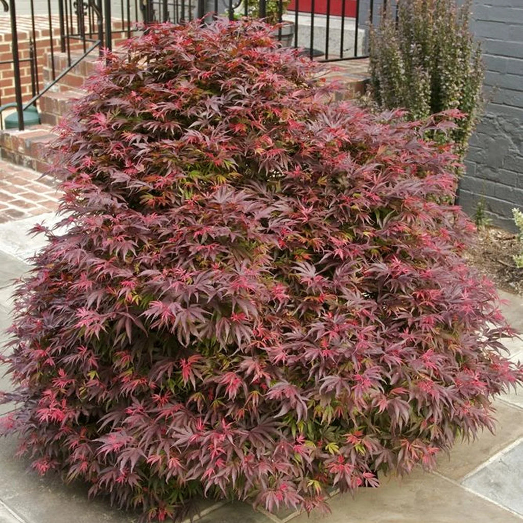 2 gal. Japanese Maple Emperor Tree P200