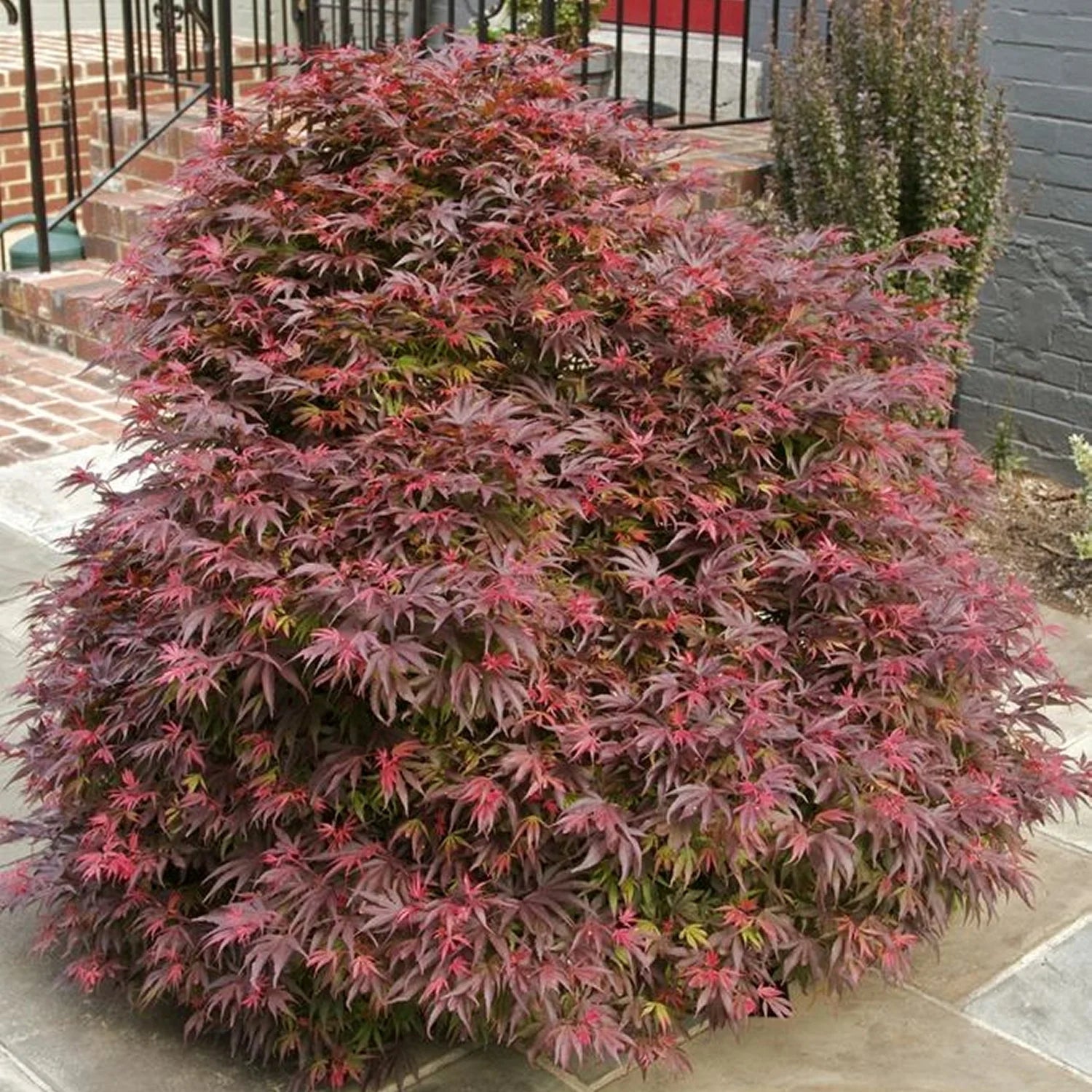 2 gal. Japanese Maple Emperor Tree P200