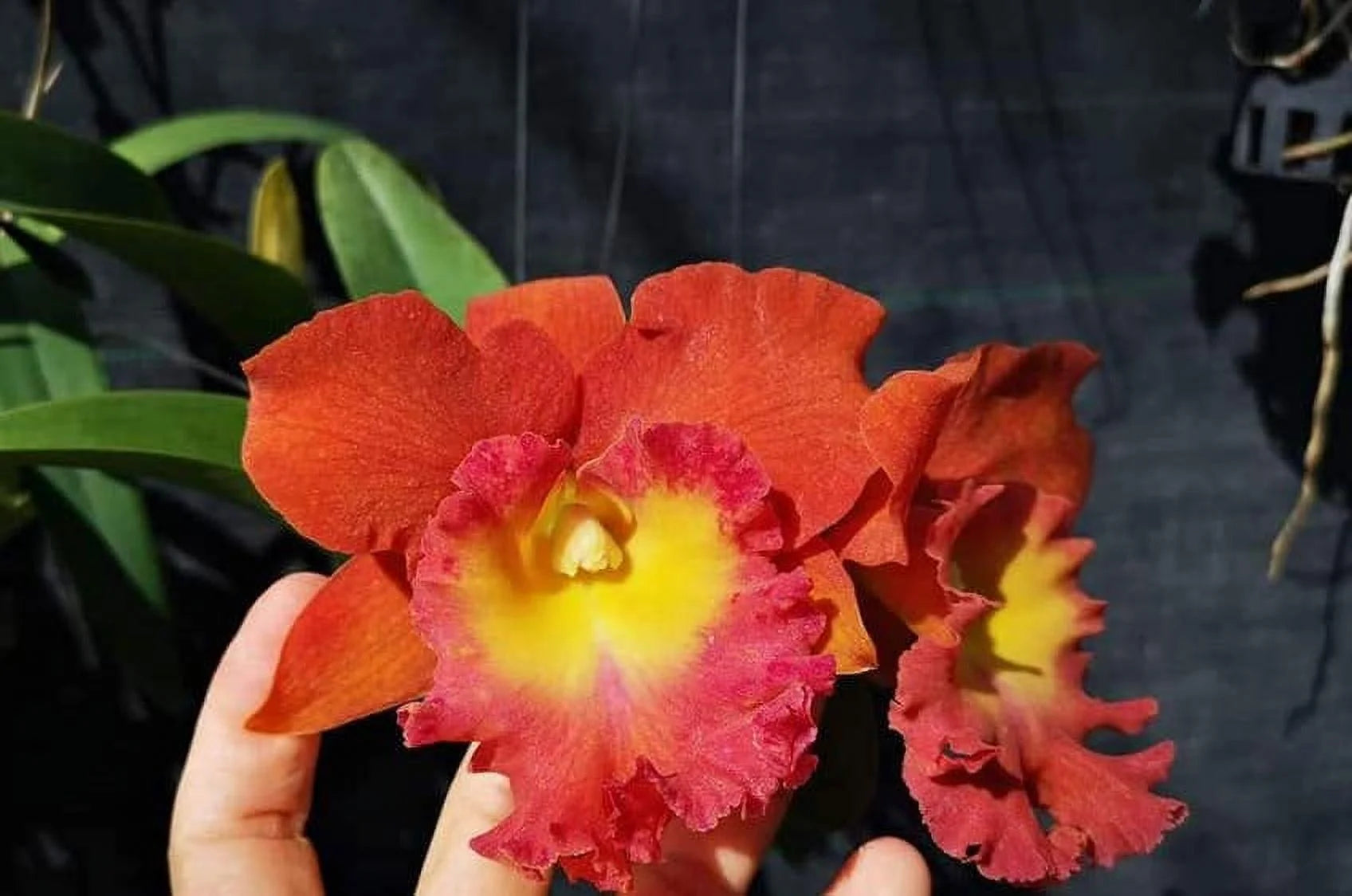 Fragrant Cattleya Orchid in 2" Pot B82357