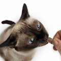 Cat Bites E90464