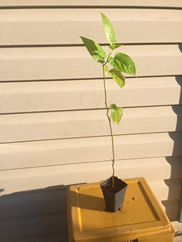 Black Mulberry Tree Live Plant Fruit (6-10 Inches) O712879