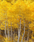 1 bare root Quaking Aspen Tree 18-24 Inches Tall C6685