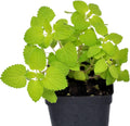 Chartreuse Catmint fragrant flowering plant I1370