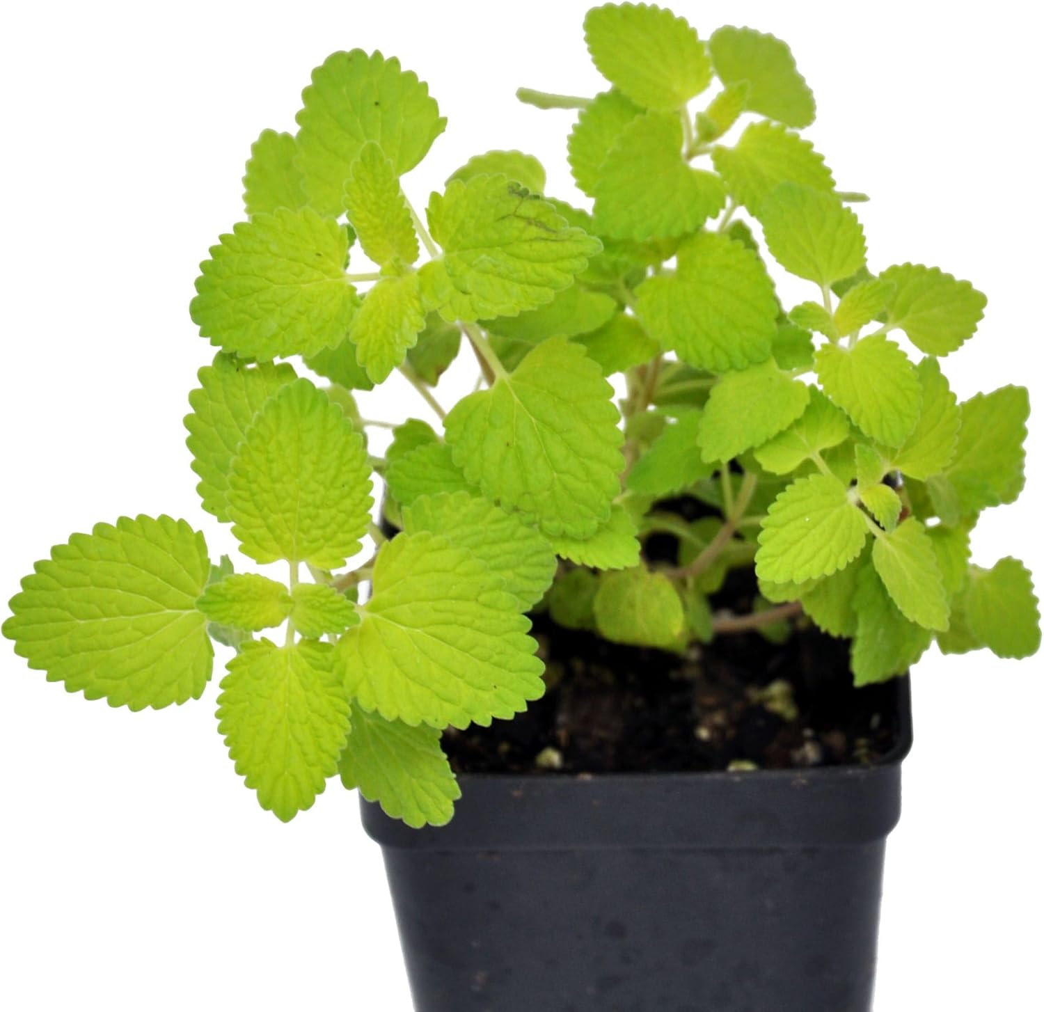 Chartreuse Catmint fragrant flowering plant I1370