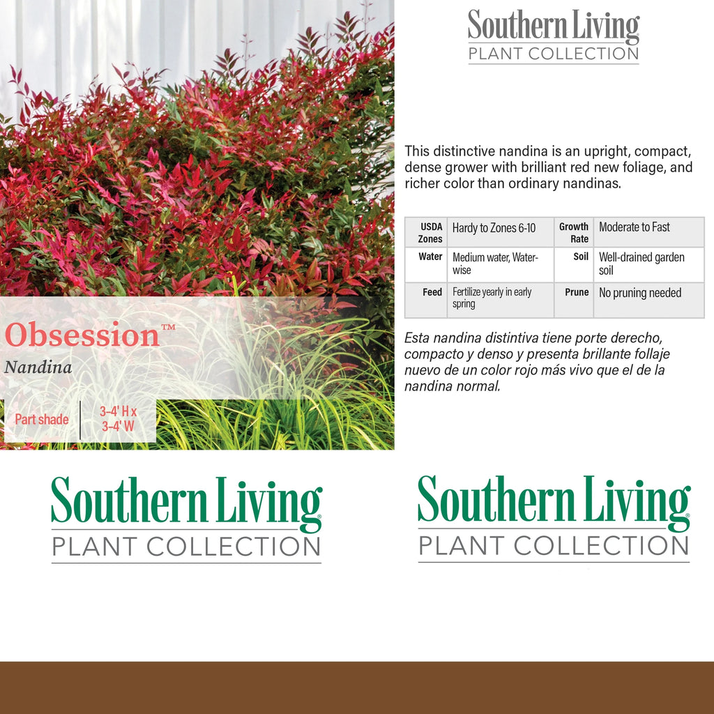 2 Gallon Nandina Shrub Y19506
