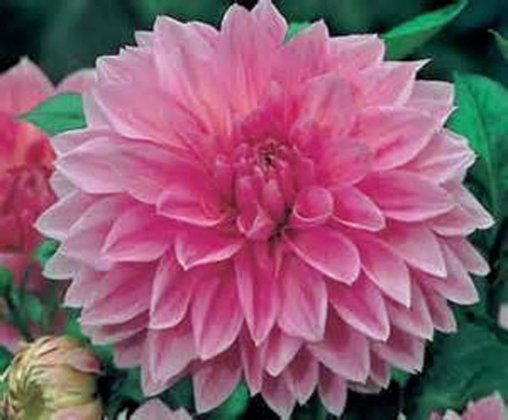 Pack of 10 Dahlia Bulb W2759