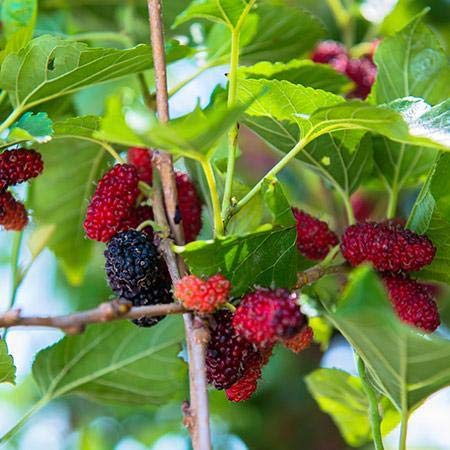 Black Mulberry Tree Live Plant Fruit (6-10 Inches) O712879