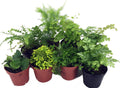 8 Different Mini Ferns in 2" Pots N7479