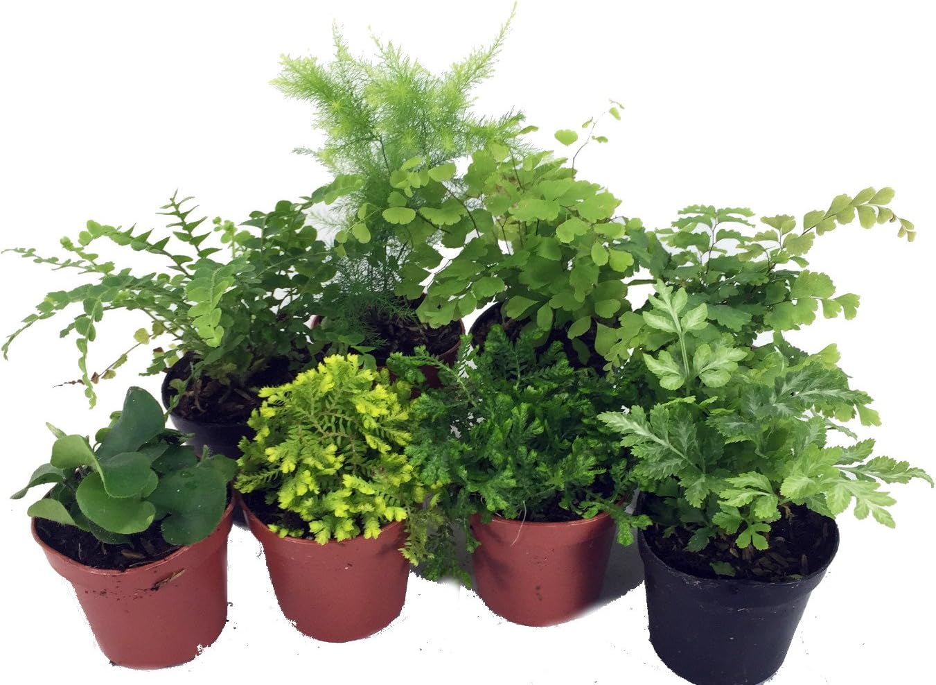 8 Different Mini Ferns in 2" Pots N7479