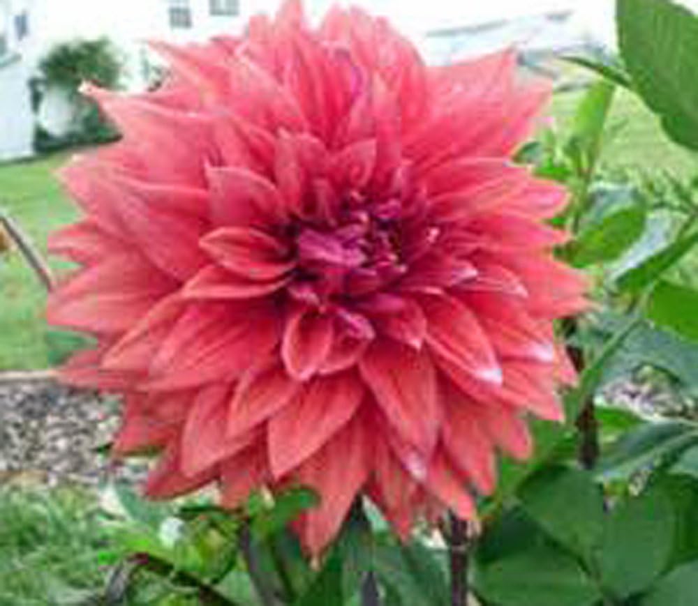 Pack of 10 Dahlia Bulb W2759