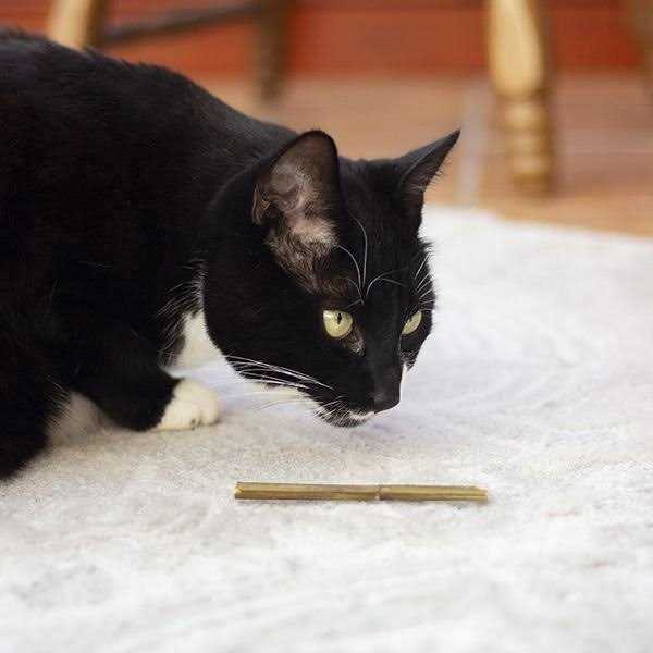 Catnip Sticks C732