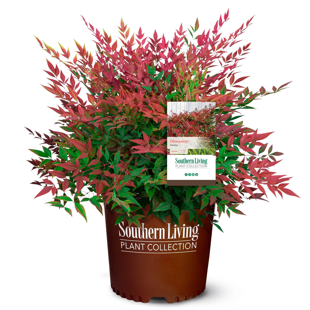2 Gallon Nandina Shrub Y19506