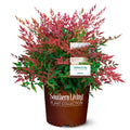 2 Gallon Nandina Shrub Y19506