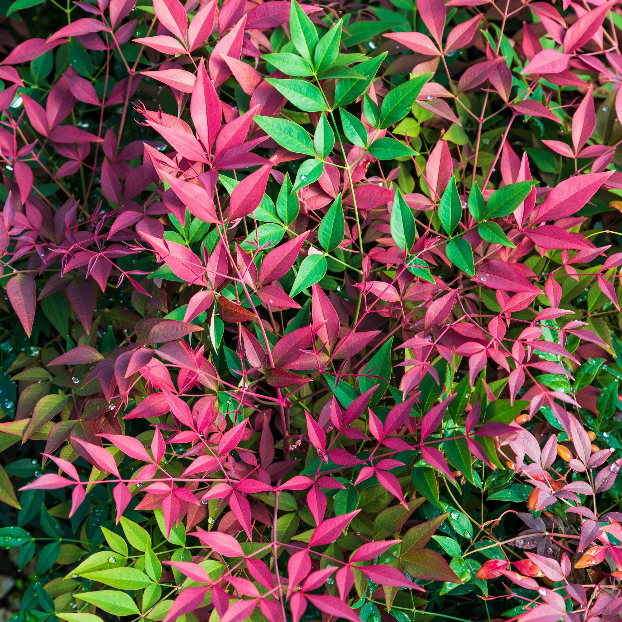 2 Gallon Nandina Shrub Y19506