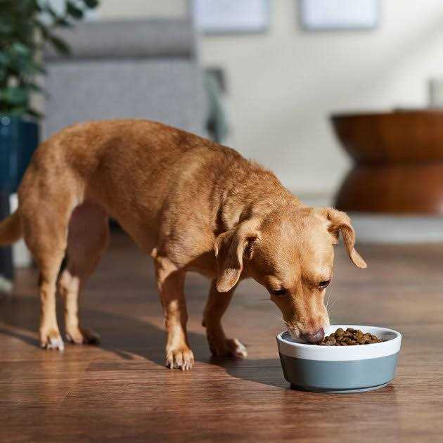 Farmina N&D Free Dog Dry Food Boar & Apple Adult Mini D265