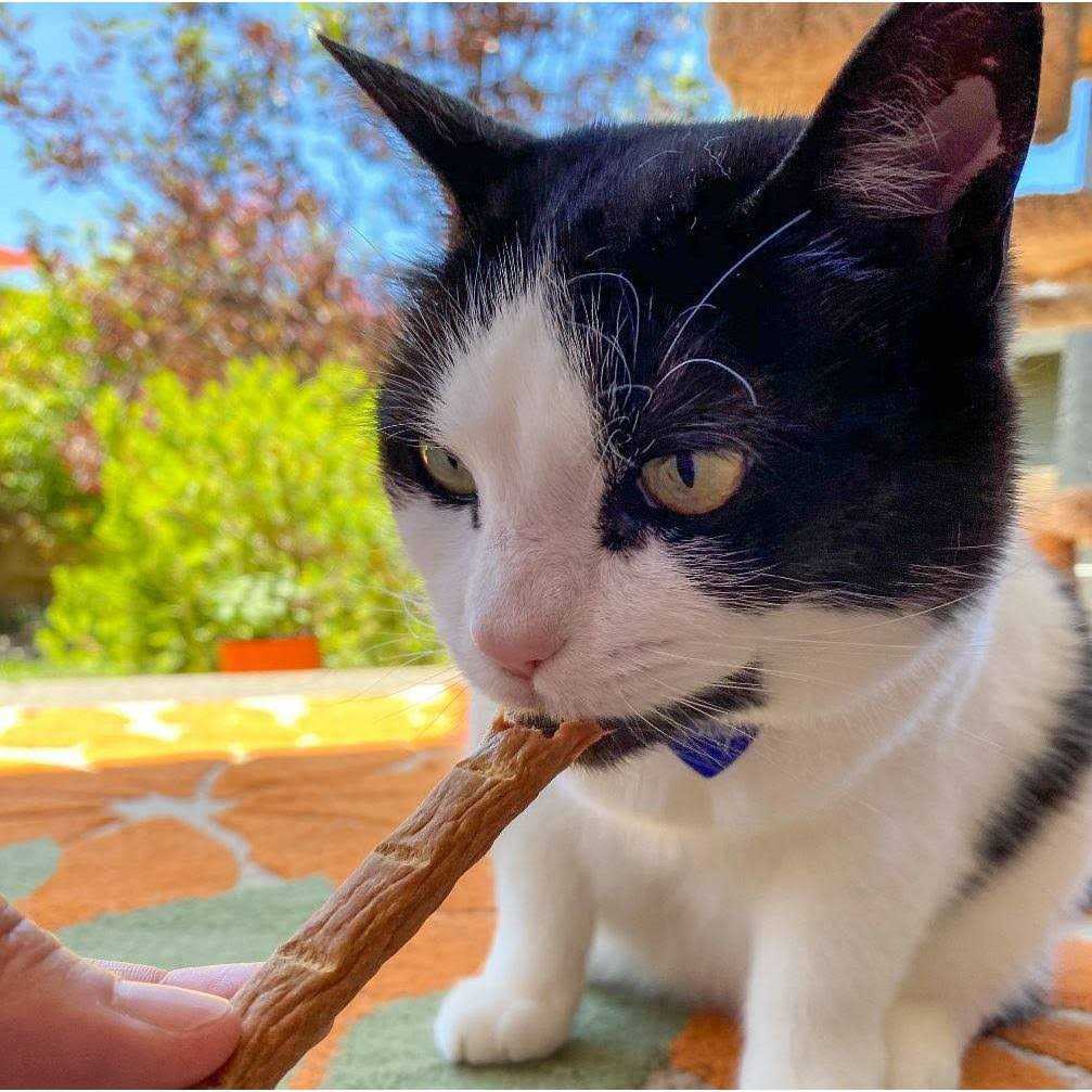Chicken Cat Treats J319